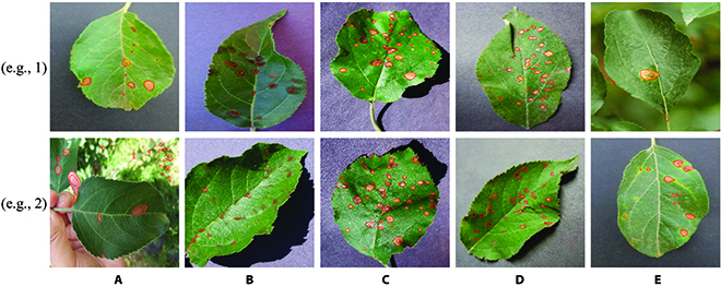 Fig. 5.