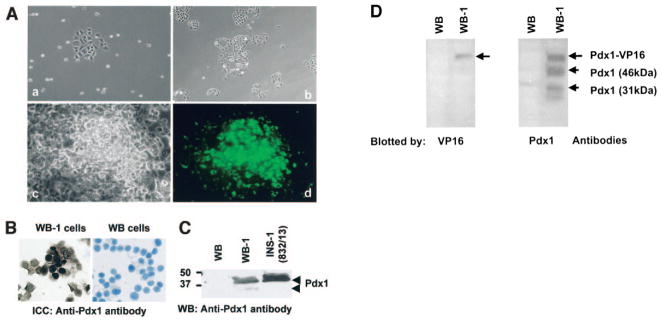 FIG. 1