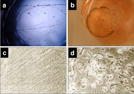 Fig. (8).