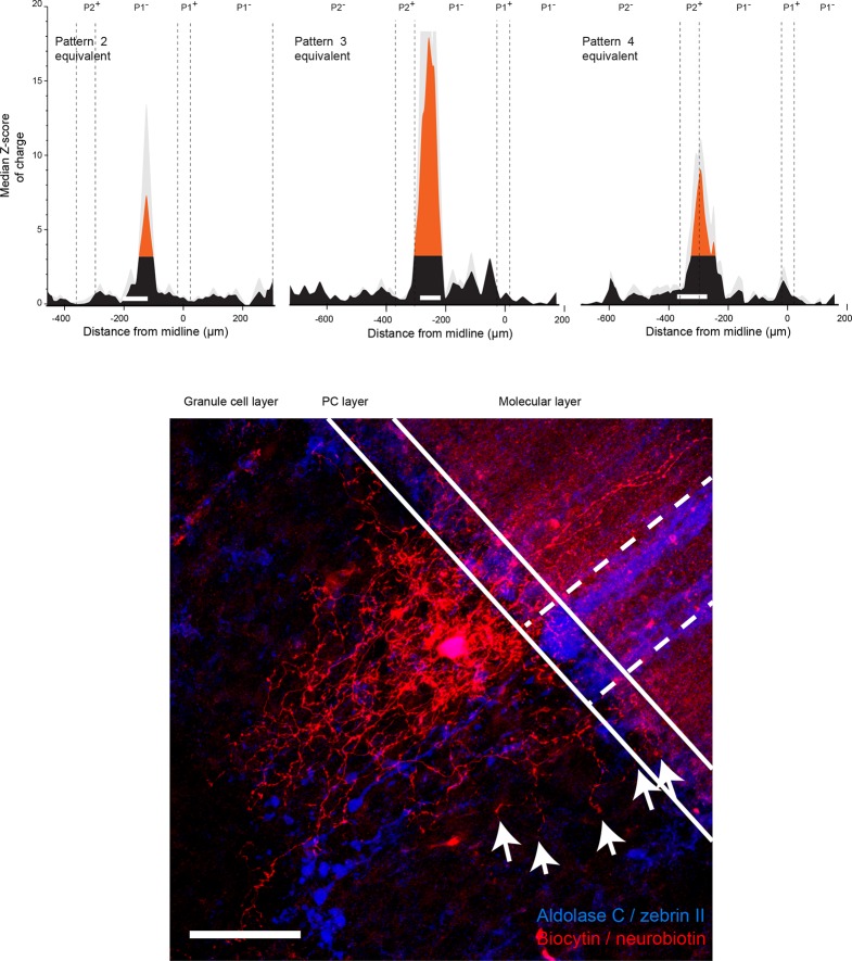 Figure 5—figure supplement 1.