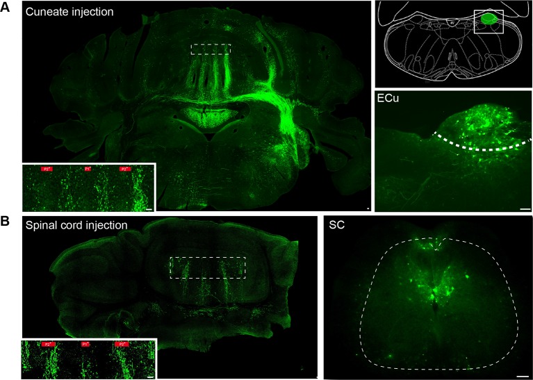 Figure 1—figure supplement 2.