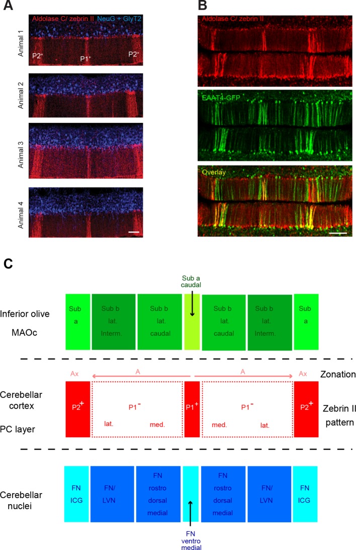 Figure 1—figure supplement 1.