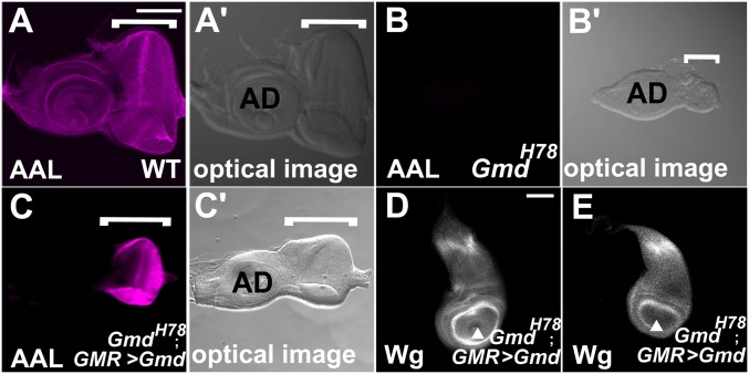 Fig. 4.