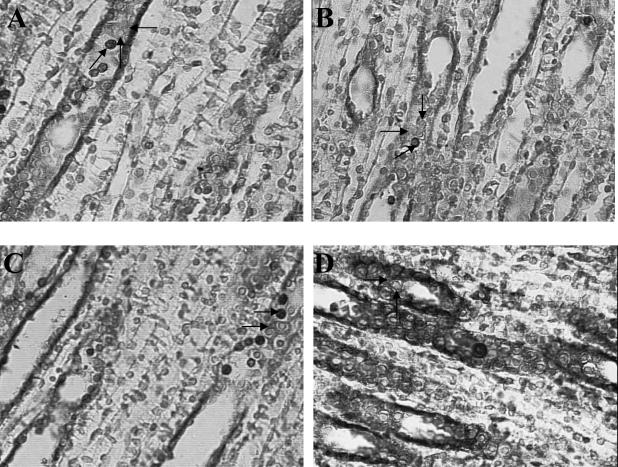 Fig 7.