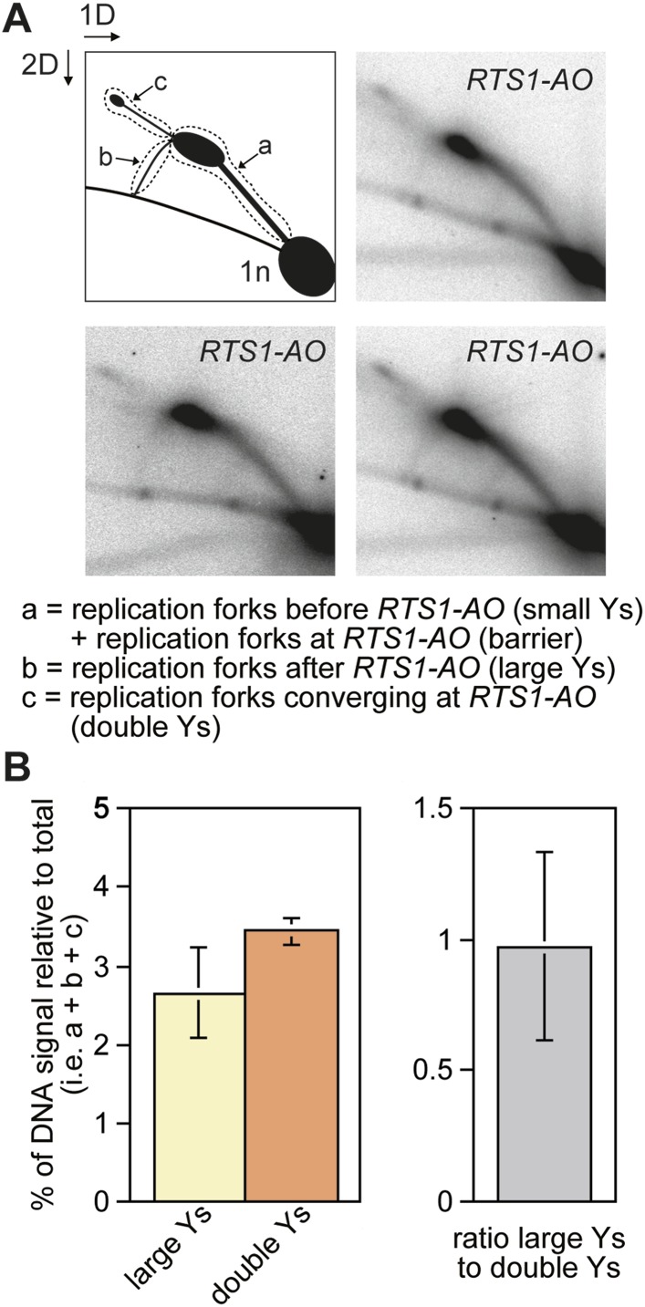 Figure 1—figure supplement 1.