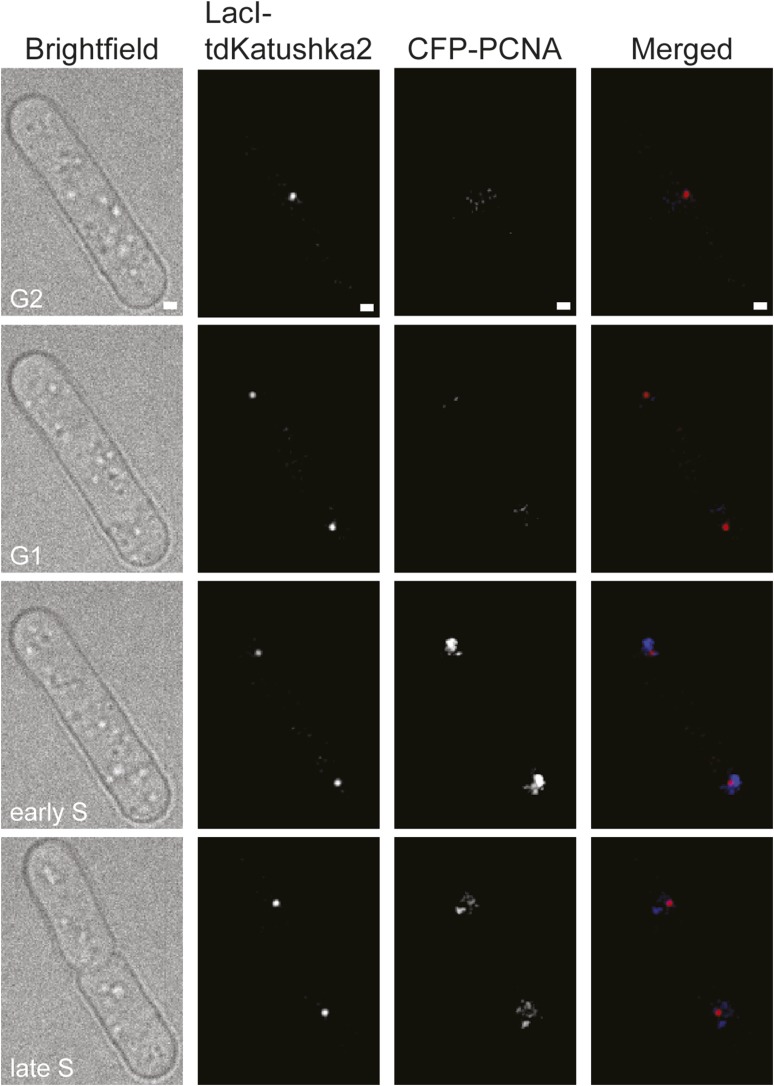 Figure 5—figure supplement 1.