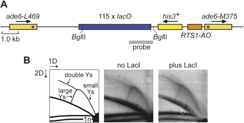 Figure 3—figure supplement 1.