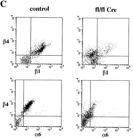 graphic file with name cdd361f5b.jpg