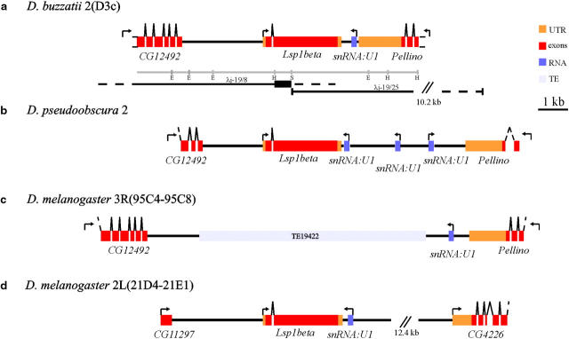 Figure 1.—