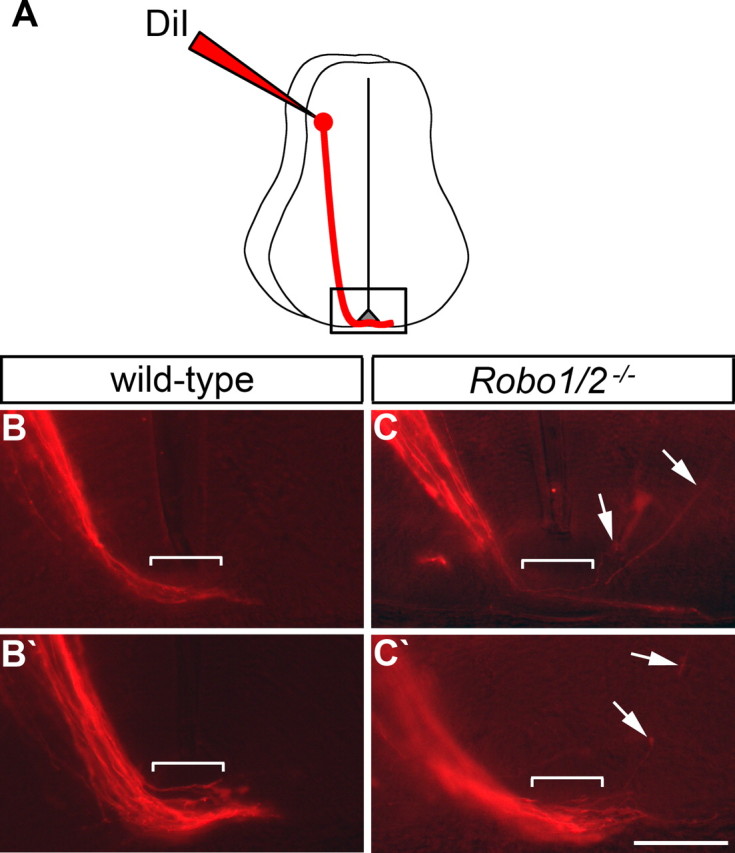 Figure 5.