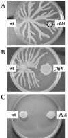 FIG. 3.