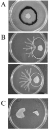 FIG. 2.