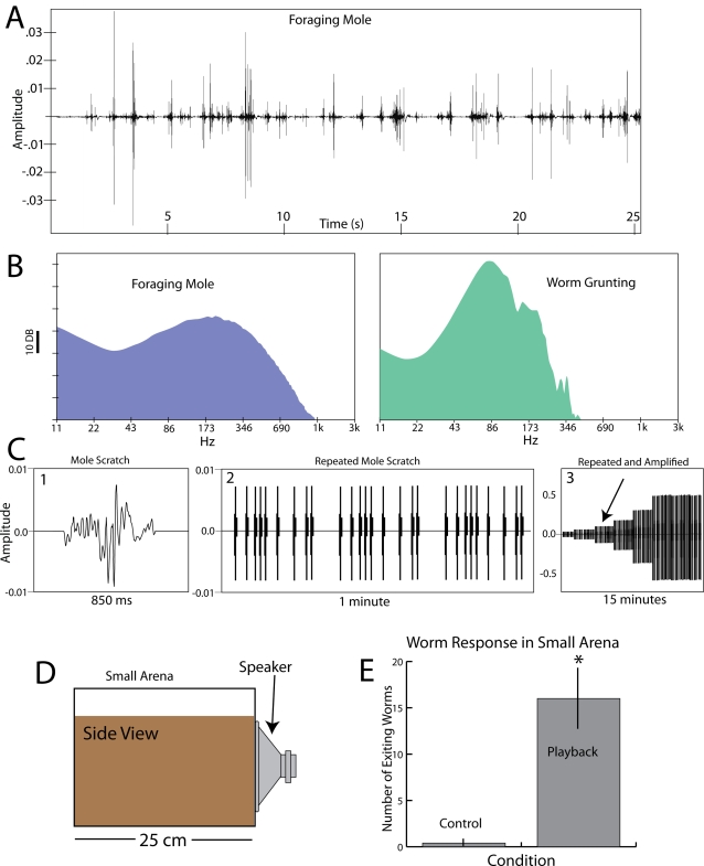 Worm Grunting, Fiddling, and Charming—Humans Unknowingly Mimic a ...