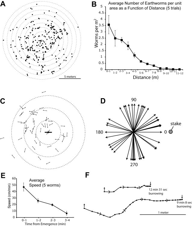 Worm Grunting, Fiddling, and Charming—Humans Unknowingly Mimic a ...