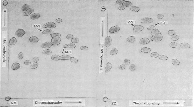 graphic file with name pnas00034-0353-c.jpg