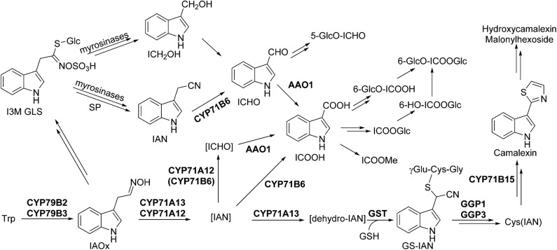 Figure 5.