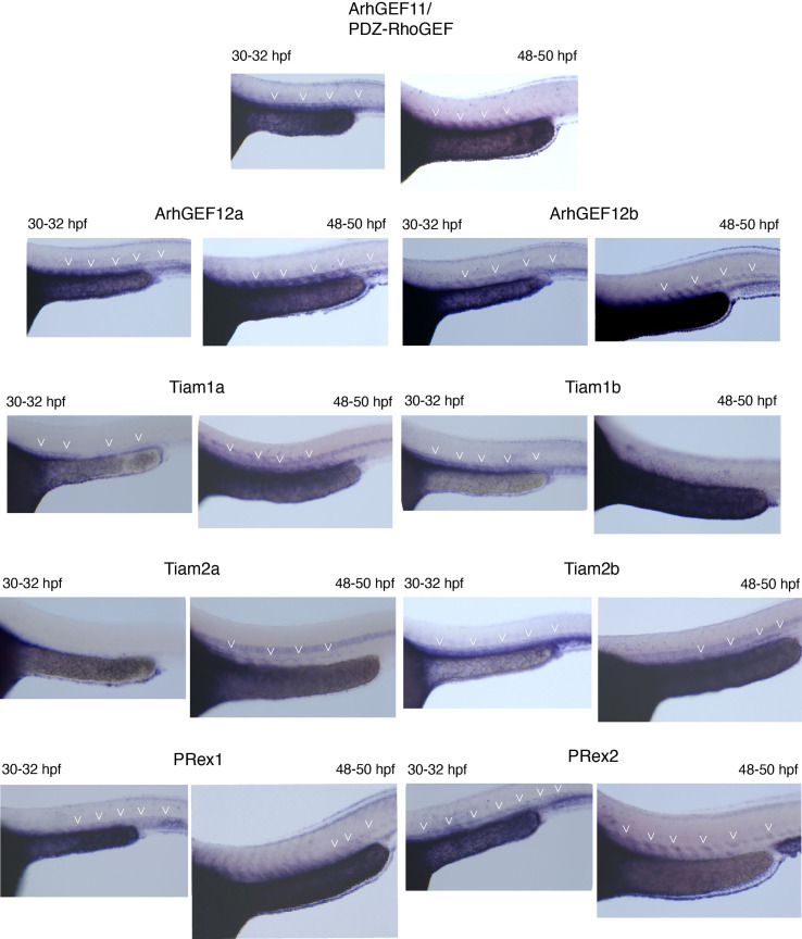 Figure 7—figure supplement 2.