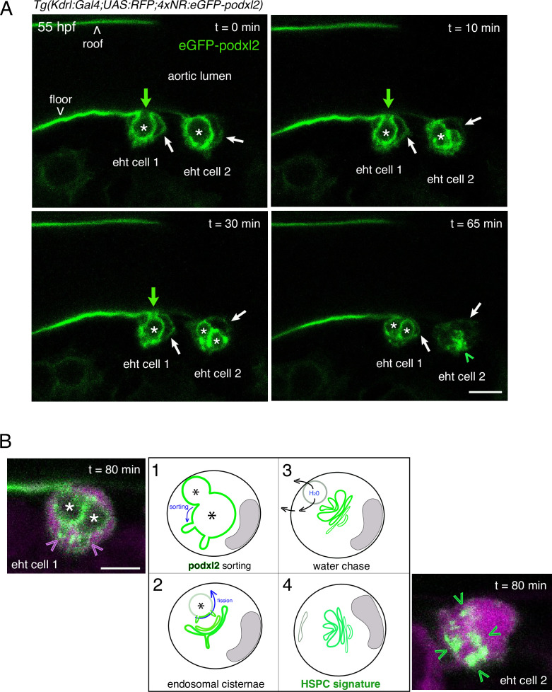 Figure 1—figure supplement 1.