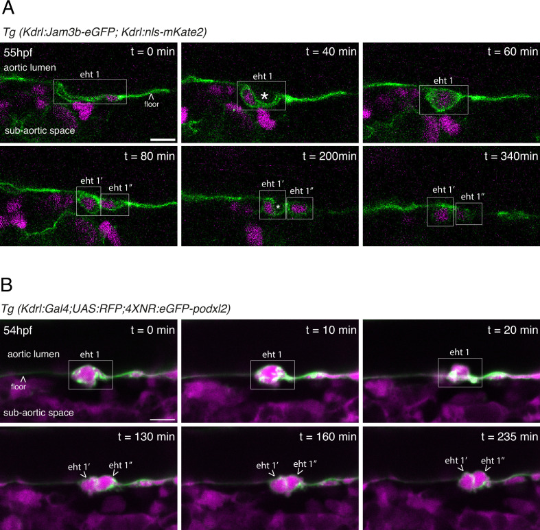 Figure 1—figure supplement 2.