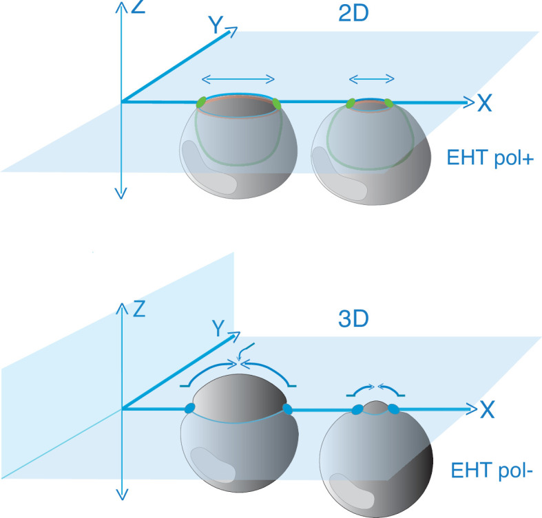 Figure 5—figure supplement 1.