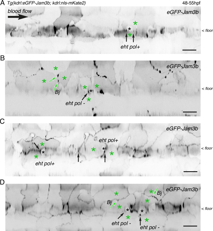 Figure 6—figure supplement 1.