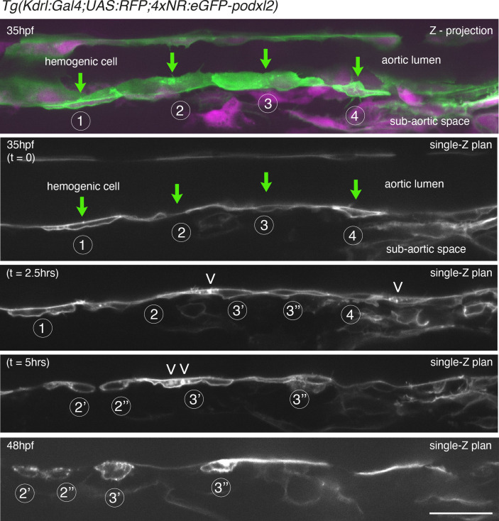 Figure 2—figure supplement 2.