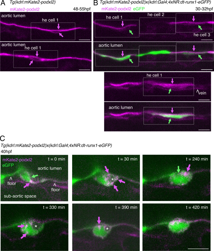 Figure 3—figure supplement 2.