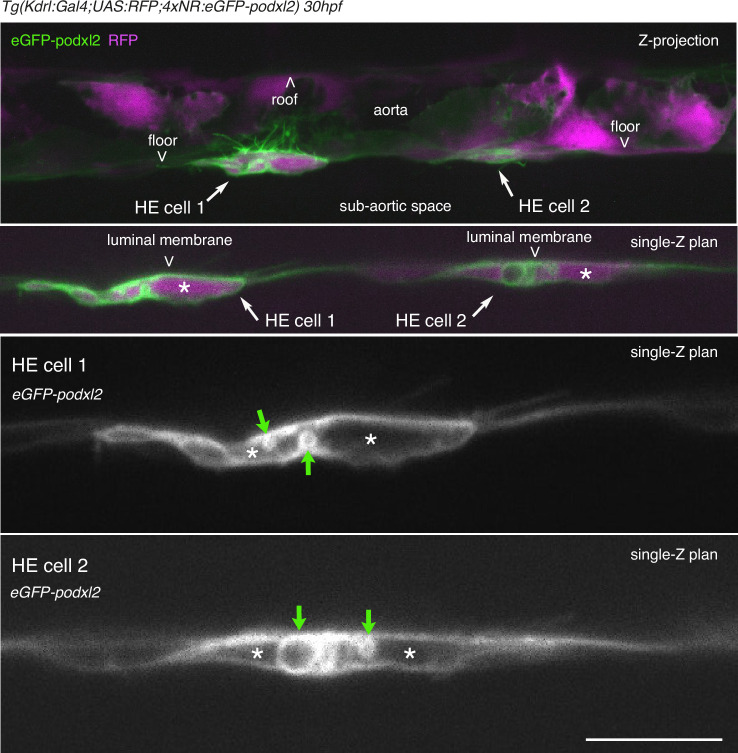 Figure 2—figure supplement 1.