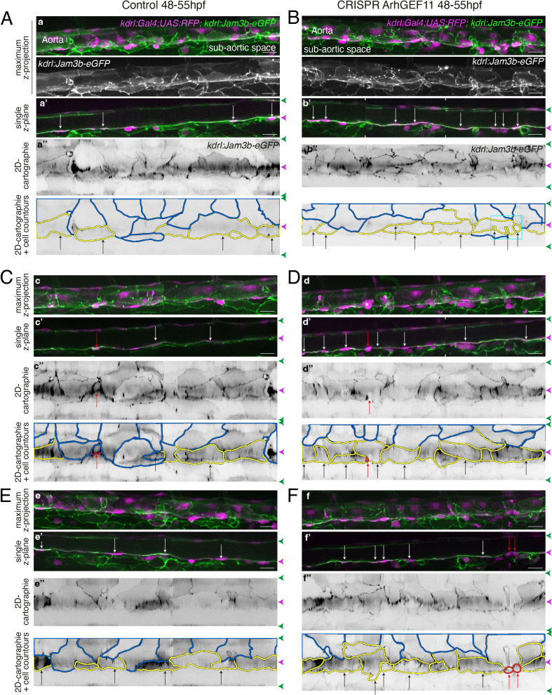 Figure 7—figure supplement 6.