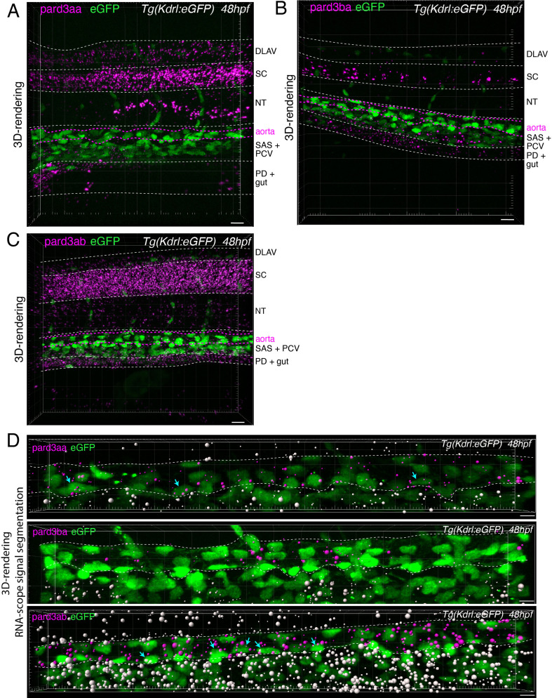 Figure 4—figure supplement 2.