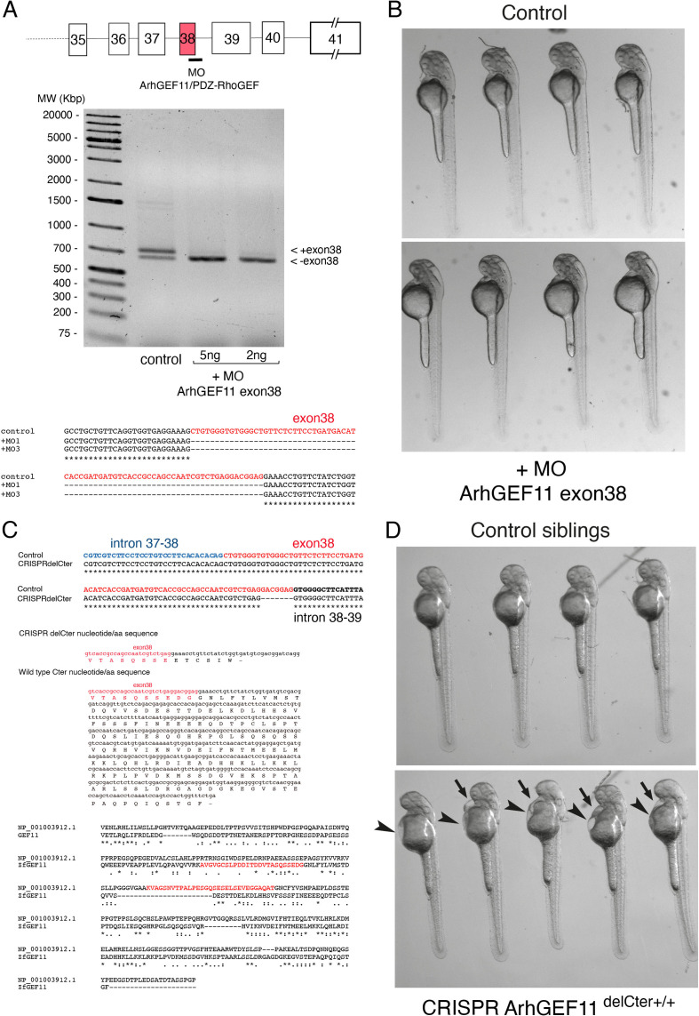 Figure 7—figure supplement 4.