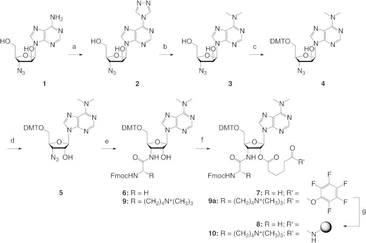 Scheme 1