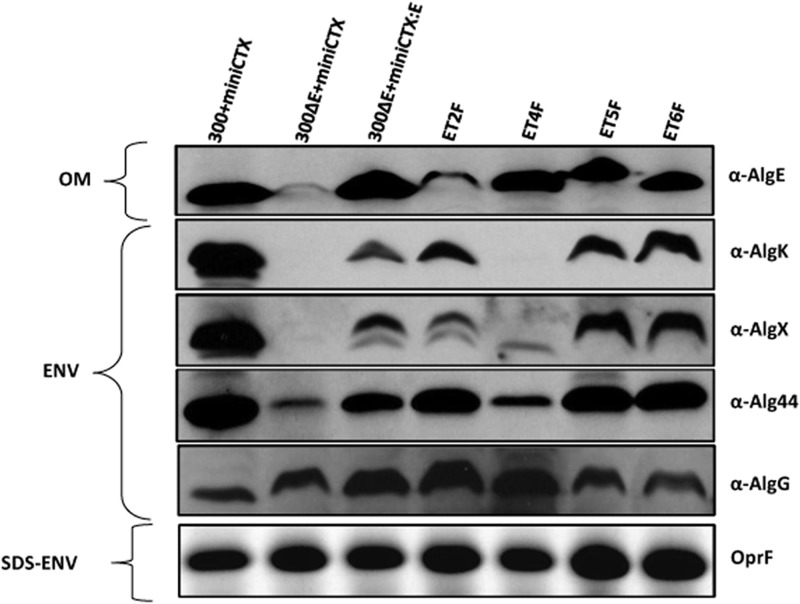 Fig 5