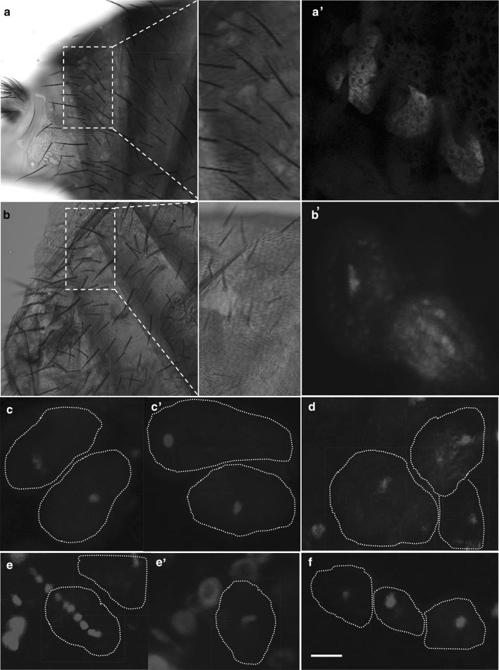 Fig. 5