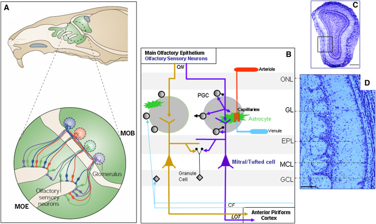 Fig. 1