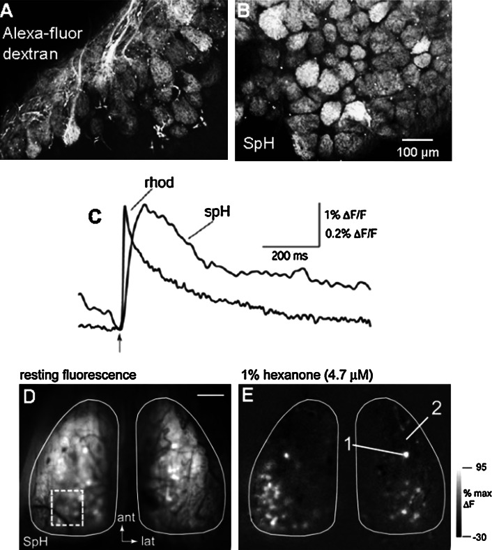 Fig. 7