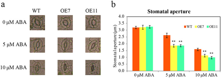 Fig. 7