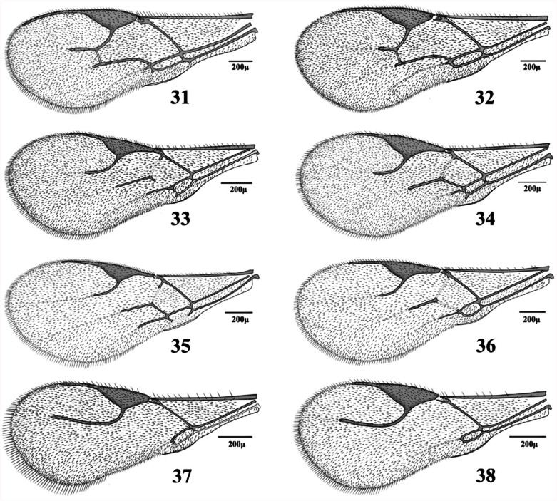 Figures 31–38. 