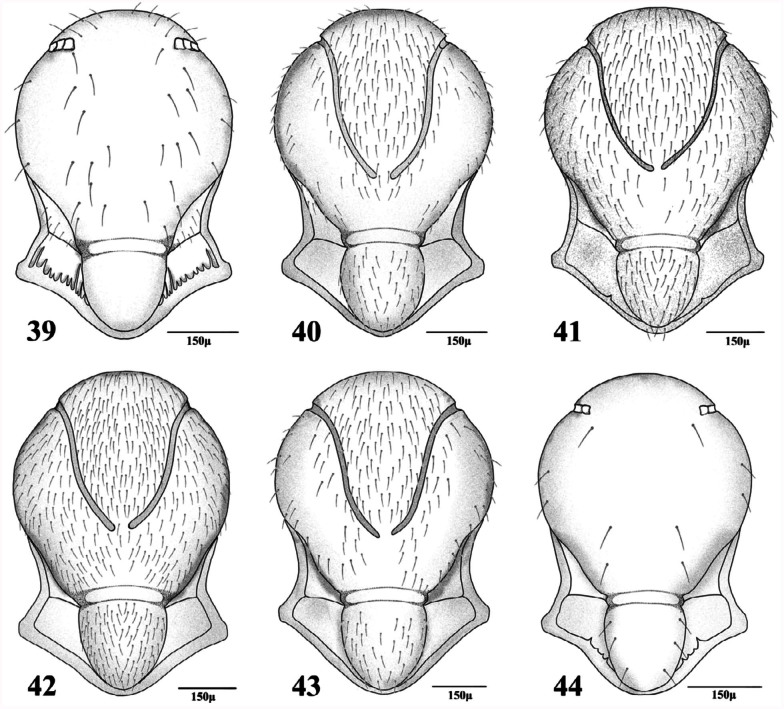 Figures 39–44. 