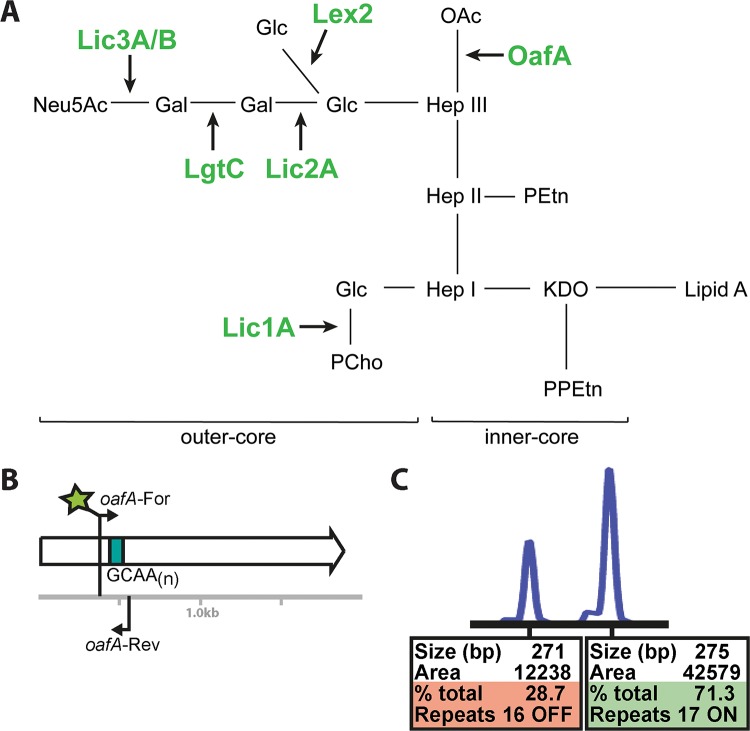 FIG 1