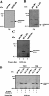 FIG. 7