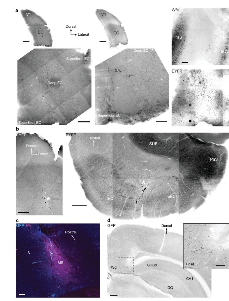 Figure 1—figure supplement 1.