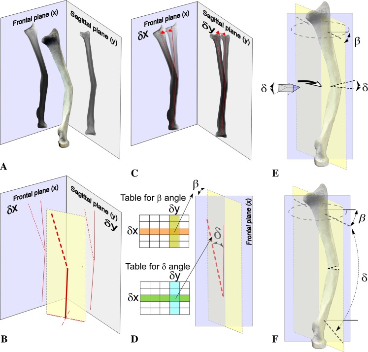 Fig. 3A–F