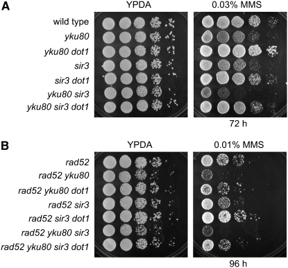 Figure 3.—