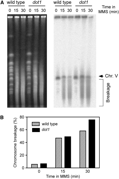 Figure 5.—