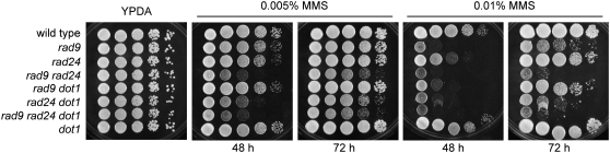 Figure 1.—