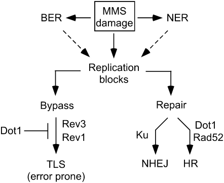 Figure 10.—