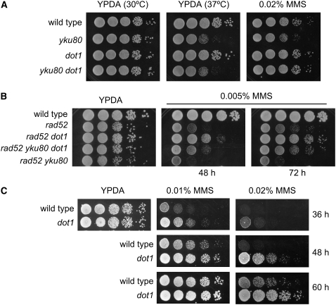 Figure 2.—