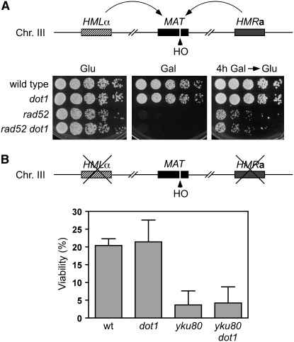 Figure 4.—