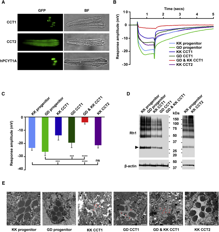 Figure 2